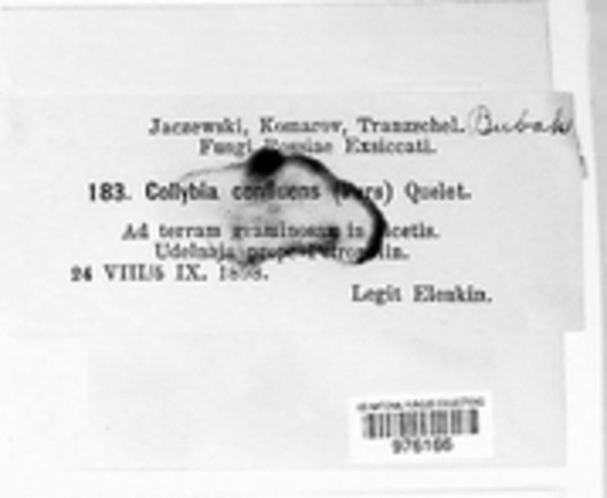 Collybiopsis confluens image